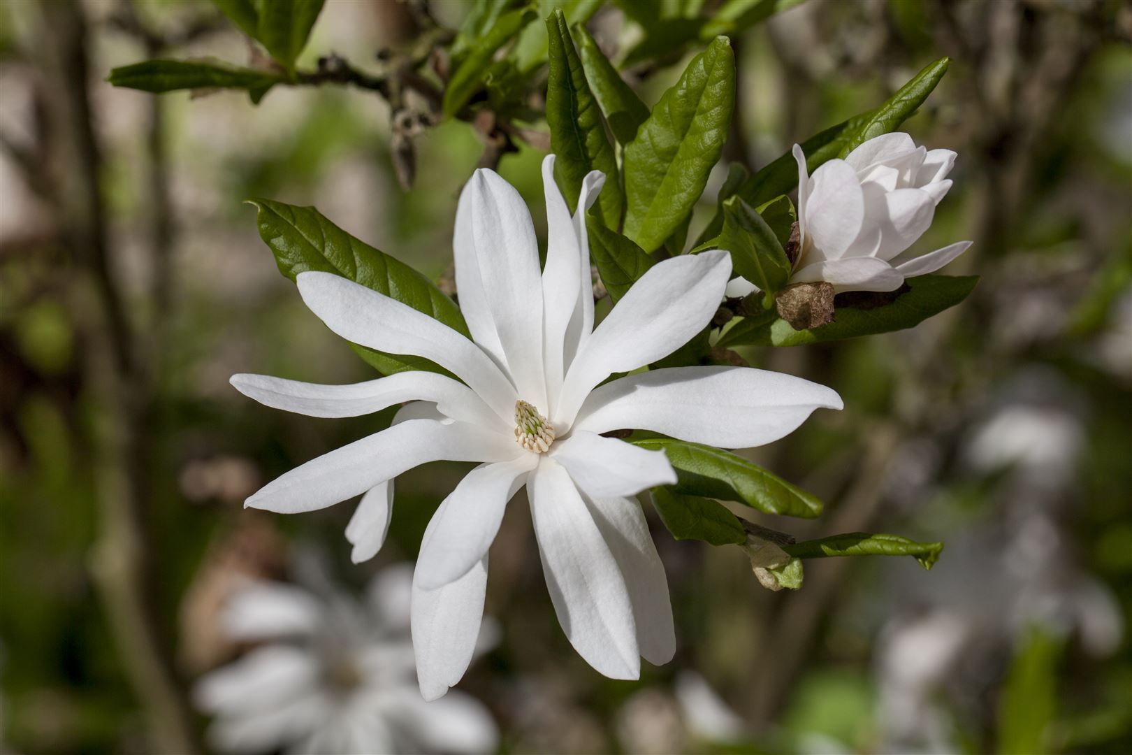 Pflanzen-für-dich.de Magnolia stellata, Sternmagnolie, weiß, 40–60 cm
