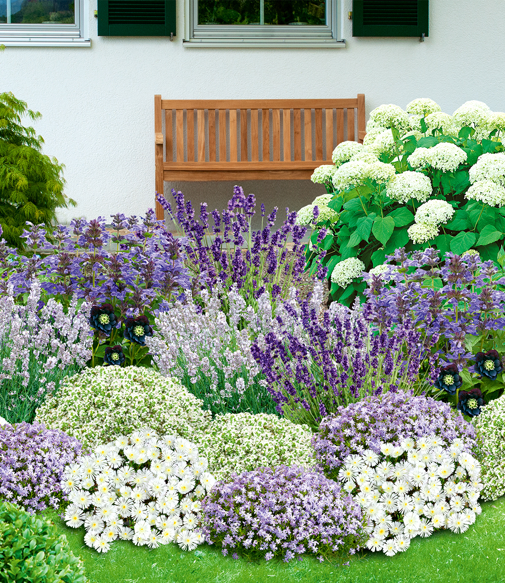Baldur-Garten BALDUR Garten 19er Bienenfreundliches Staudenbeet, Pflanzen im 9x9 cm-Topf, super insektenfreundlich, wunderschön stimmiges Set, Blütenpracht von Frühling bis Herbst, Lila und Weiß