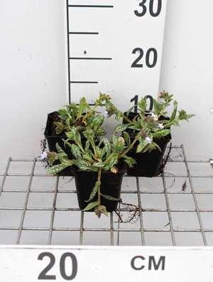 GRDplanten 6 x Pulmonaria hybr. 'Opal'® - Braunelle - Topf 9 x 9 cm