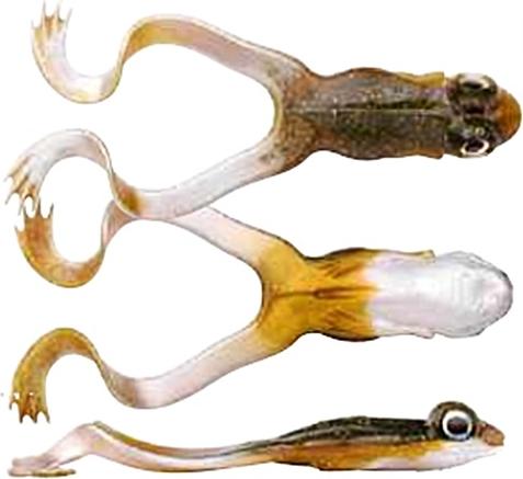 Spro Iris The Frog 12cm Brown Frog 4664-314