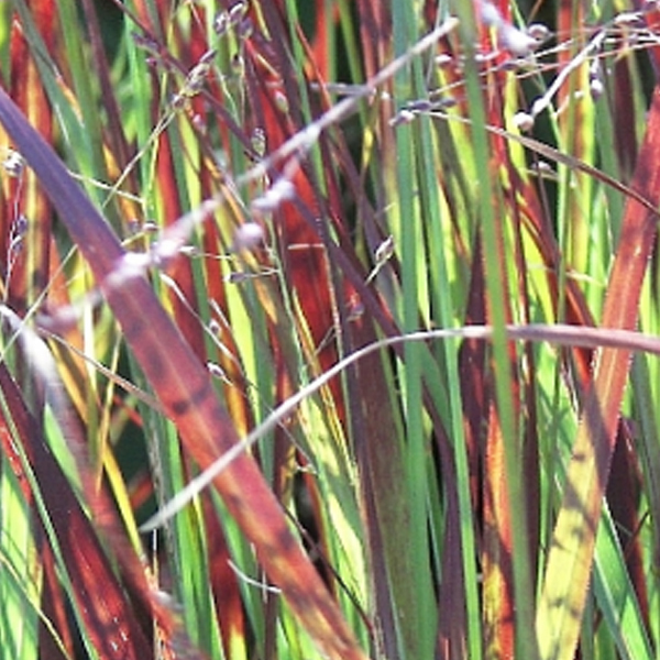 Arborix, grüner und billiger 6 x Ruten Hirse 'Heiliger Hain' - Panicum virgatum 'Heliger Hain' | Topf 9cm x 9cm PAVHHAIN-113