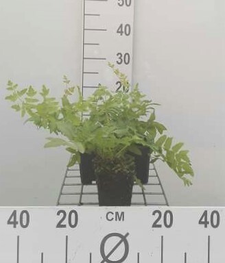 GRDplanten 6 x Osmunda regalis - Königsfarn - Topf 9 x 9 cm
