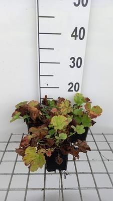 GRDplanten 6 x Geum hybr. 'Lemon Drops' - Nelkenwurz - Topf 9 x 9 cm
