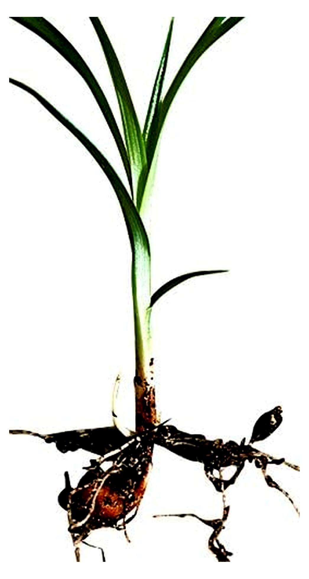 Markenlos Erdmandel - Cyperus esculentus - Hohe Keimfähigkeit
