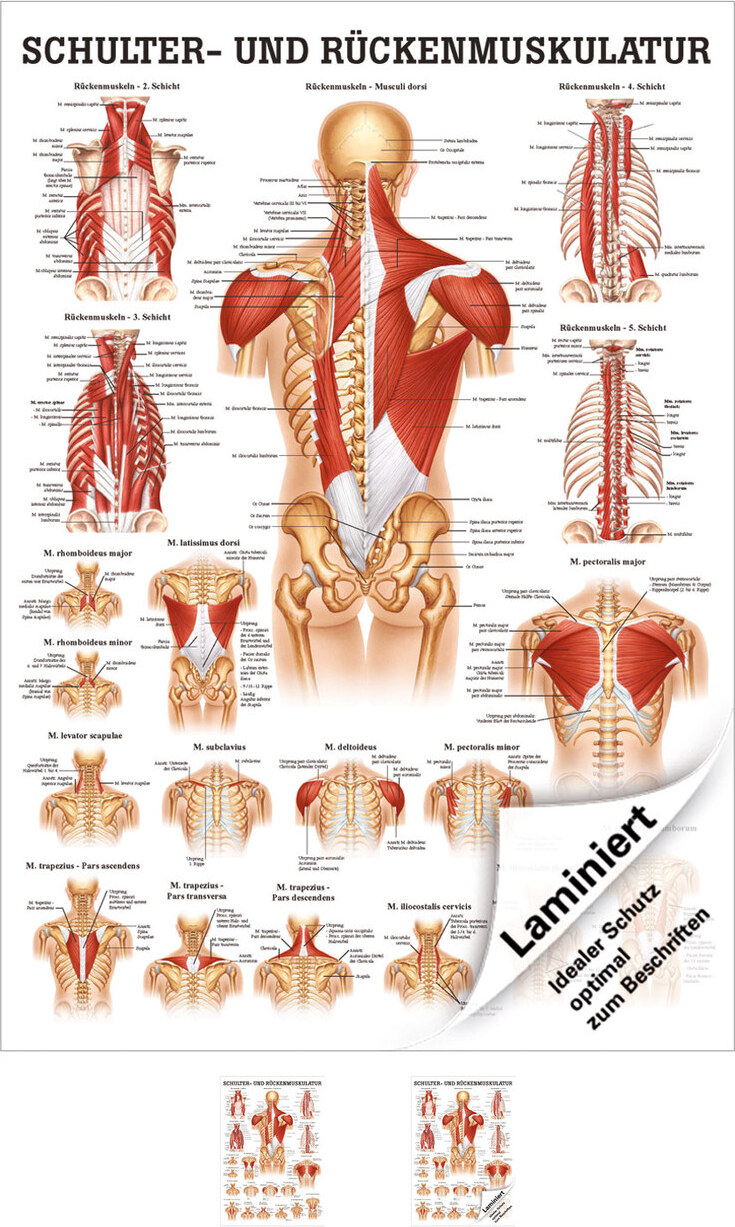 Sport-Tec Schulter- und Rückenmuskulatur Mini-Poster Anatomie 34x24 cm med. Lehrmittel 25079