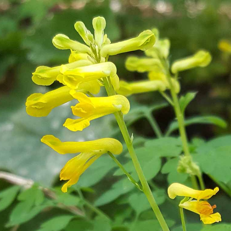 Arborix, grüner und billiger 6 x Corydalis lutea | Topf 9cm x 9cm VPL-COLUTEA_124