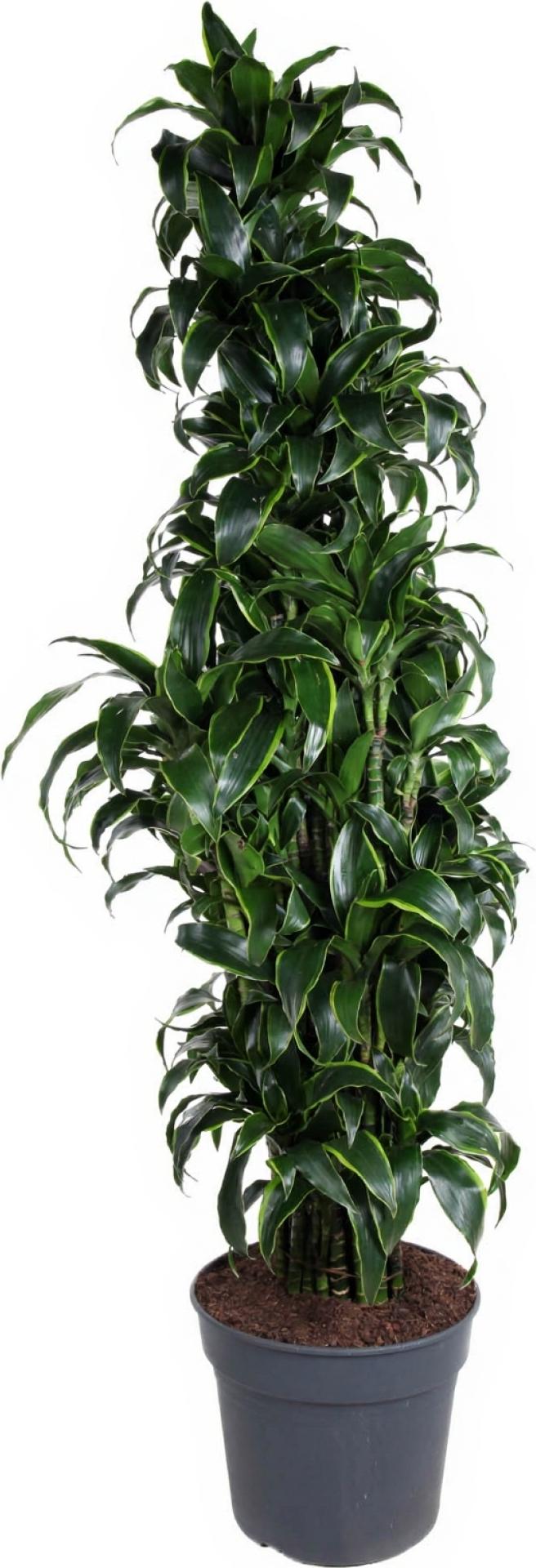 Pflanzen-für-dich.de Drachenbaum Dracaena Dorado verzweigt 24 cm Topf 80 cm Höhe