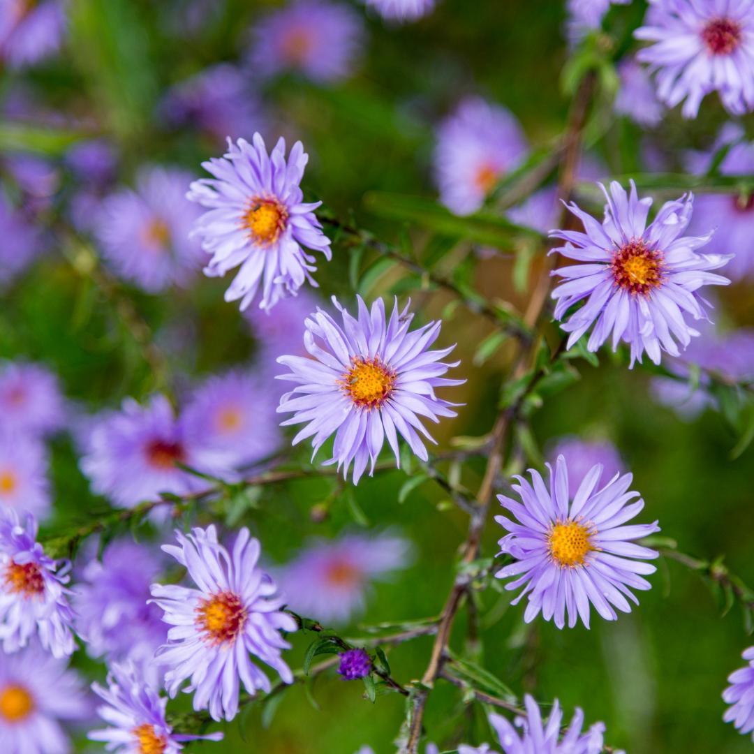 Everspring Aster frikartii Mönch – 12 Pflanzen Sommeraster – 10-25cm – Ø9cm – Langblühende Staude für sonnige Beete – Bienenfreundliche Gartenpflanze – Herbstblüher