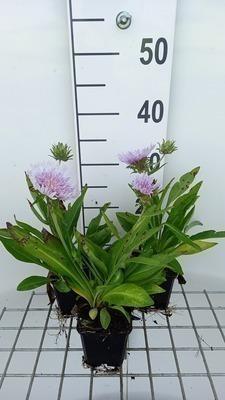 GRDplanten 6 x Stokesia laevis - Ziest - Topf 9 x 9 cm