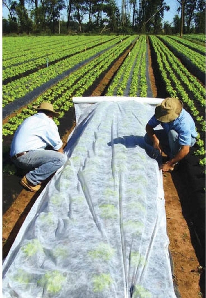 F&R Gartenvlies Schutzvlies 1,6 x 100m Pflanzvlies zur Abdeckung von Gemüsebeeten weiß ca. 21 g/m²