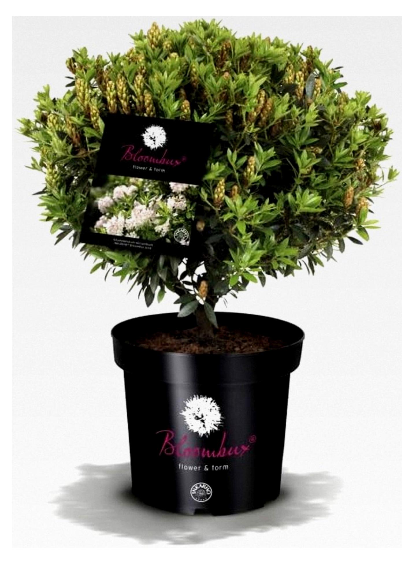 Markenlos Bloombux® – Blüte & Form von INKARHO® 25-30 cm breit im 2 Liter Pflanzcontainer