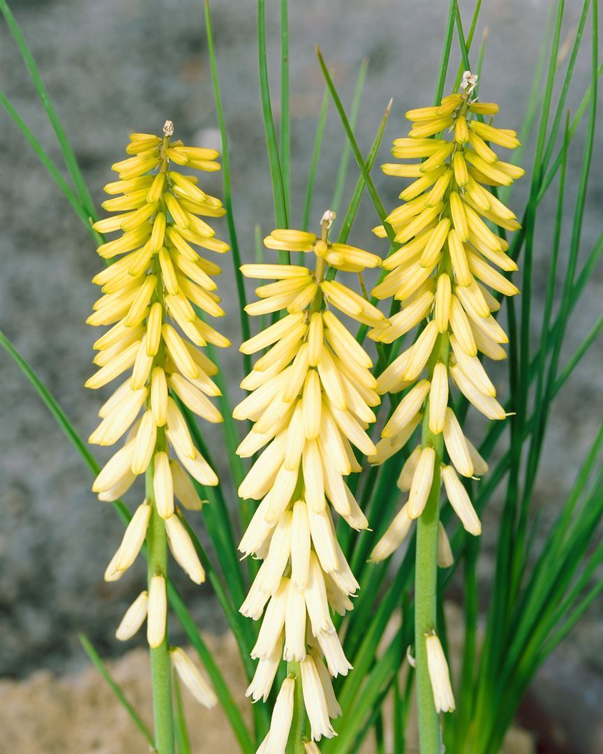 Pflanzen-für-dich.de Kniphofia uvaria 'Little Maid', Fackellilie, cremeweiß, ca. 11x11 cm Topf