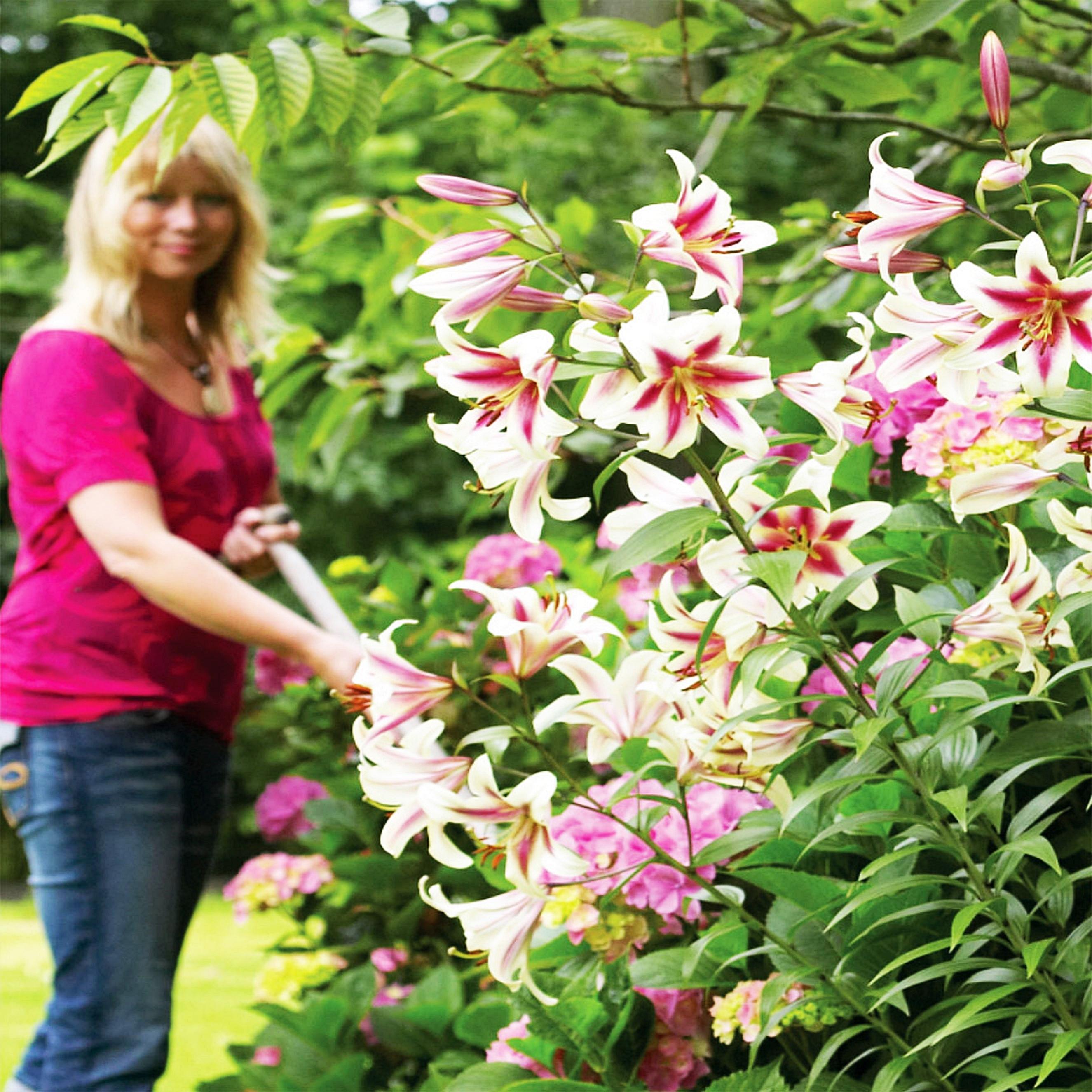 Benex Lilium Hybride Lilien Blumenzwiebeln Lilien Baumlilie Riesenlilie Altari 1 St.