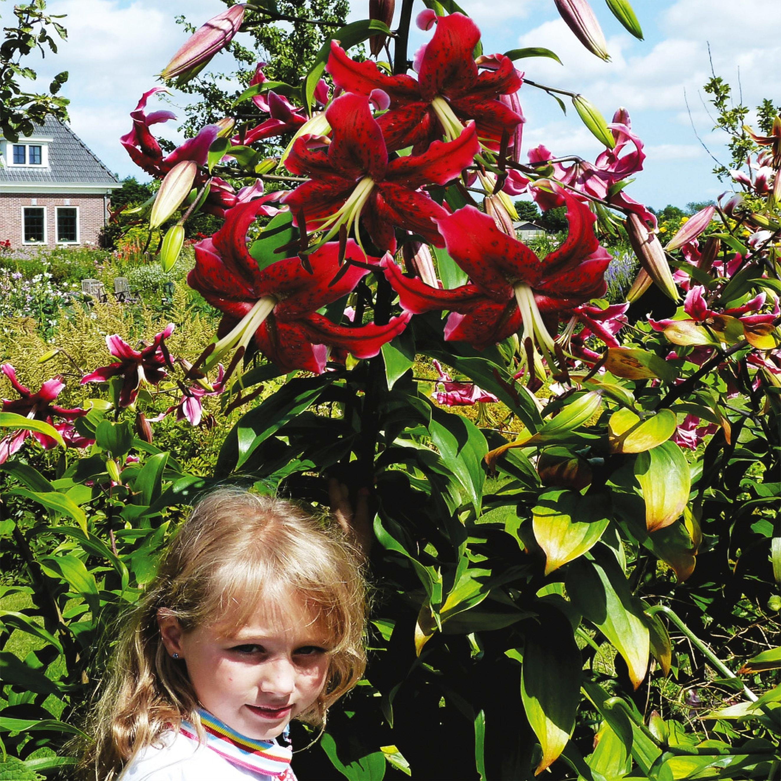 Benex Lilien Blumenzwiebeln Zwiebeln Blumen Baumlilie Miss Feya 1 St.