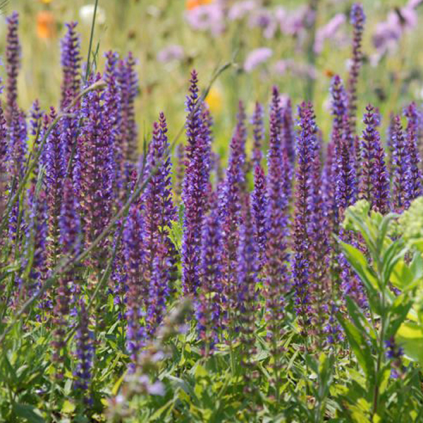 Arborix, grüner und billiger 6 x Salbei 'Ostfriesland' - Salvia nemorosa 'Ostfriesland' | Topf 9cm x 9cm SANOSTFR-113