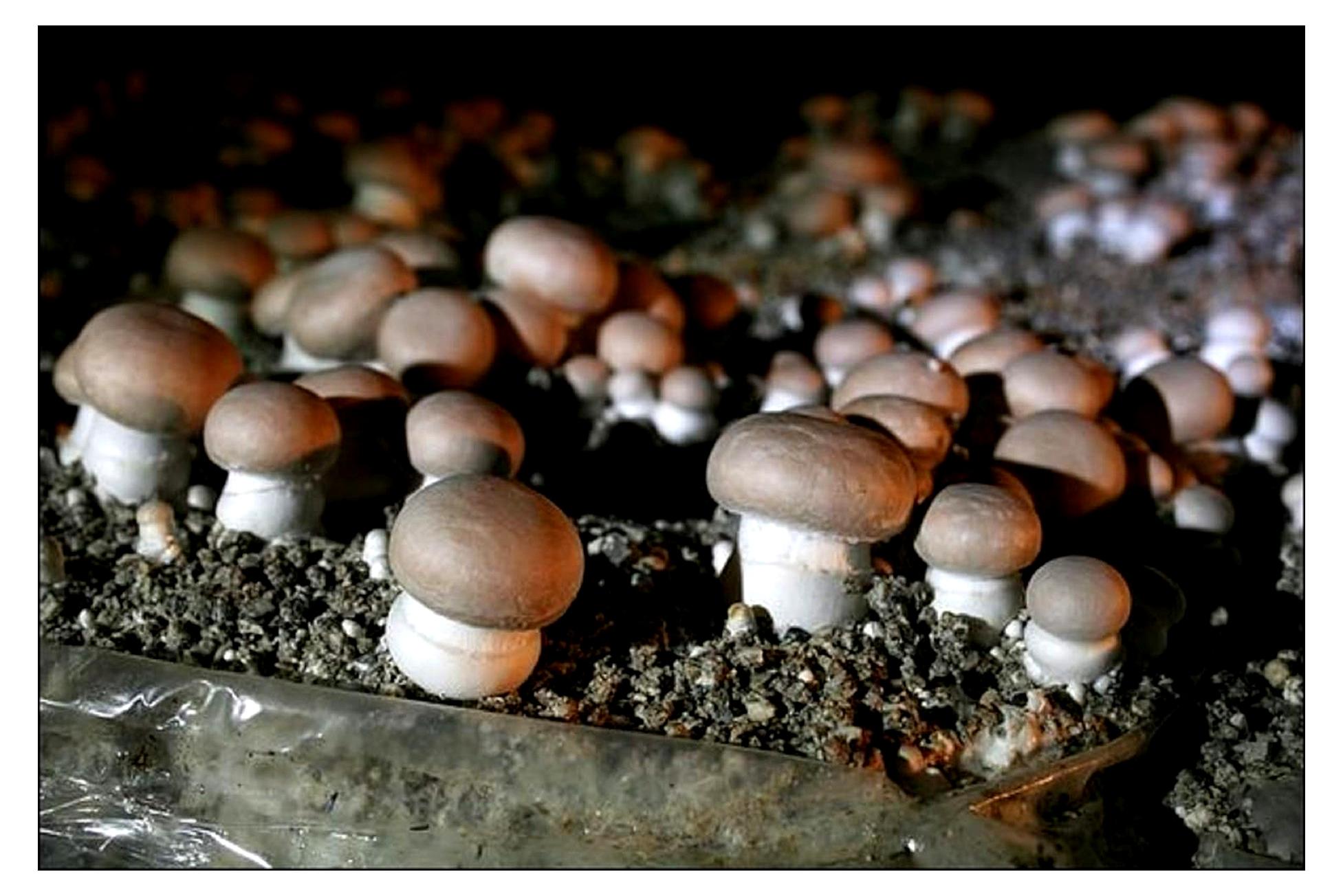 Markenlos Kultur-Set für braune Champignons mit Myzelium 15 ml/50 ml (Tube, 15 ml)