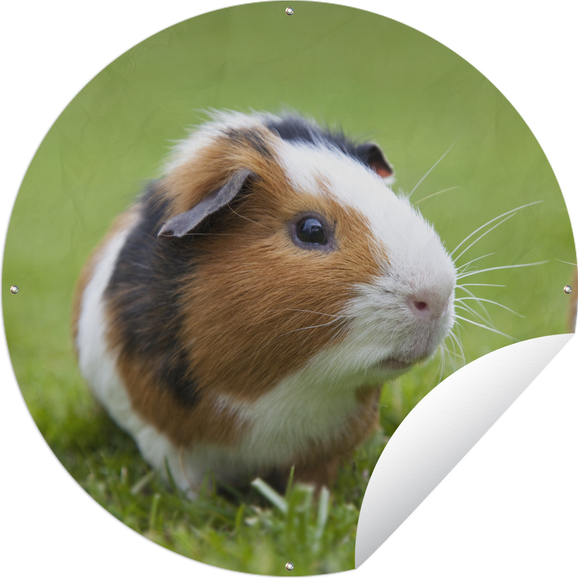 MuchoWow® Gartenposter Outdoor-Poster Rund Zwei Meerschweinchen Ø 150 cm Gartendeko Rundes Poster draußen 144|322828375