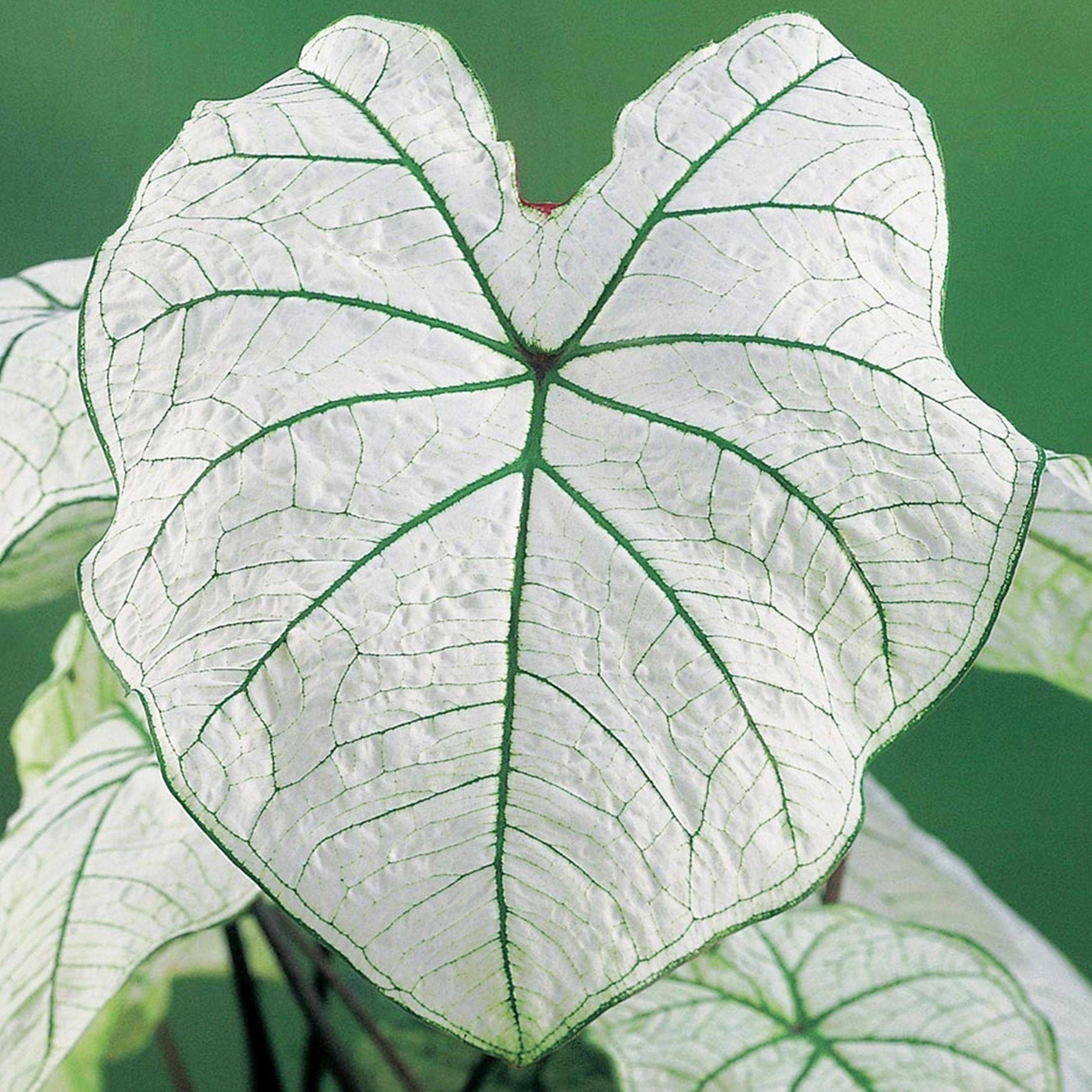 Benex Caladium Knolle bunt Buntblätter Kaladien Buntwurz Kaladium June Bride 1 St.