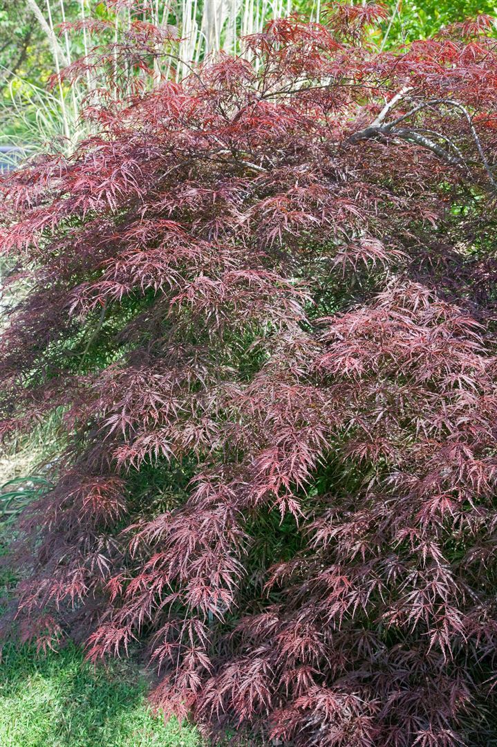 Pflanzen-für-dich.de Acer palmatum 'Tamuke yama', Japanischer Ahorn, rotlaubig, 60–80 cm