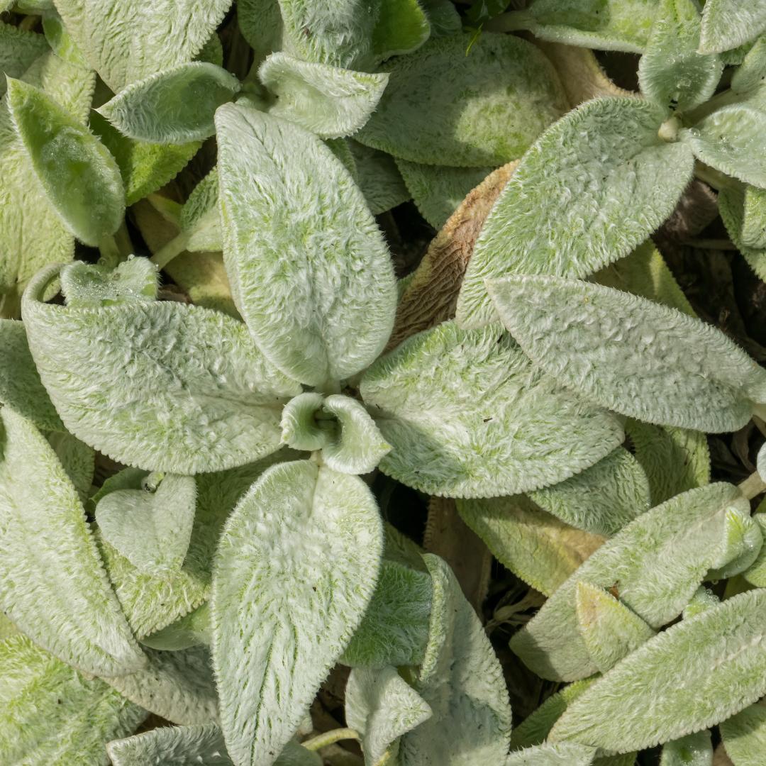 Oasis of Life Stachys byzantina Silver Carpet 6 Pflanzen Ø9cm Höhe 10-25cm Winterharte Deko