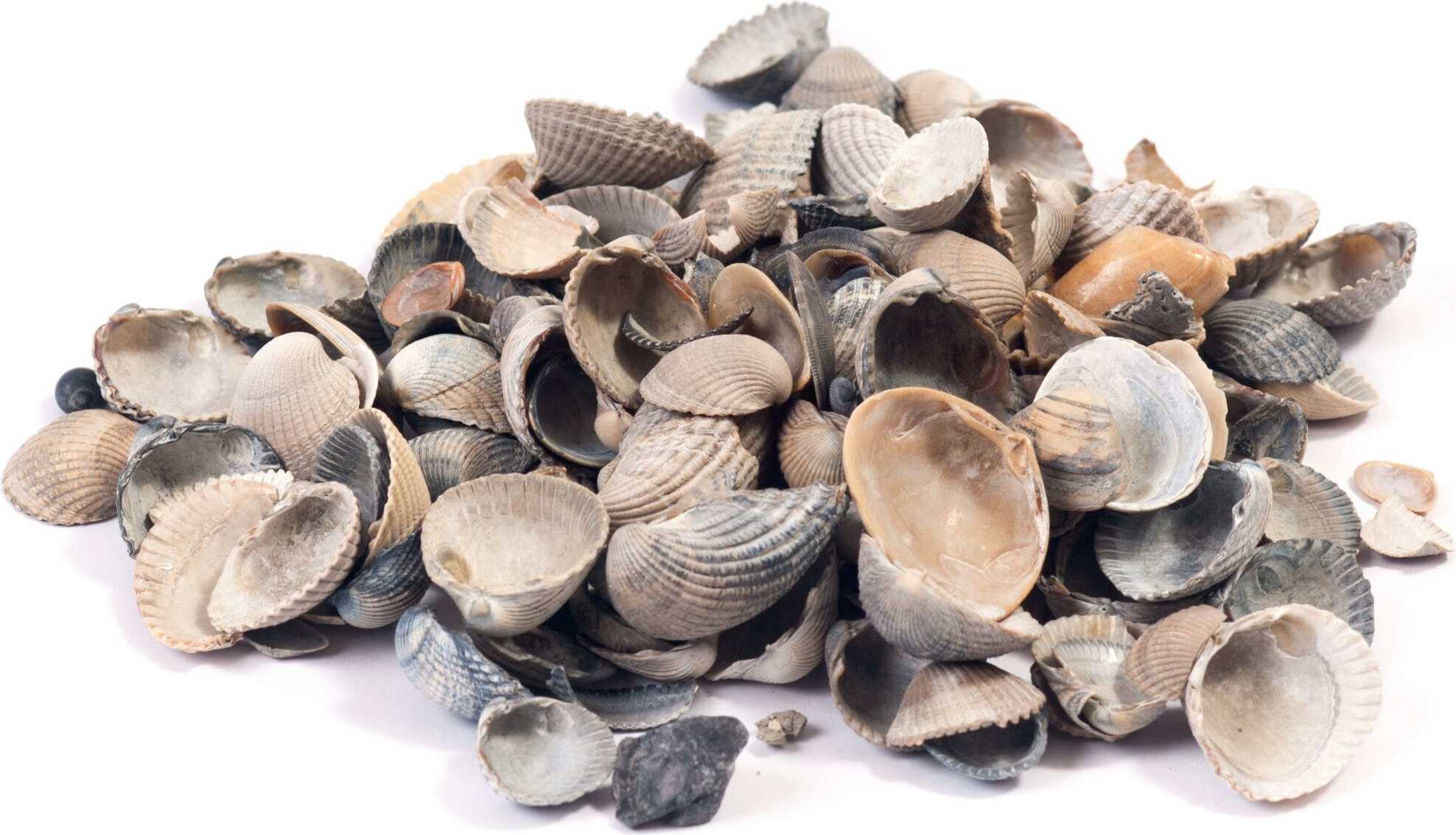 Weco Muscheln 20l im Sack