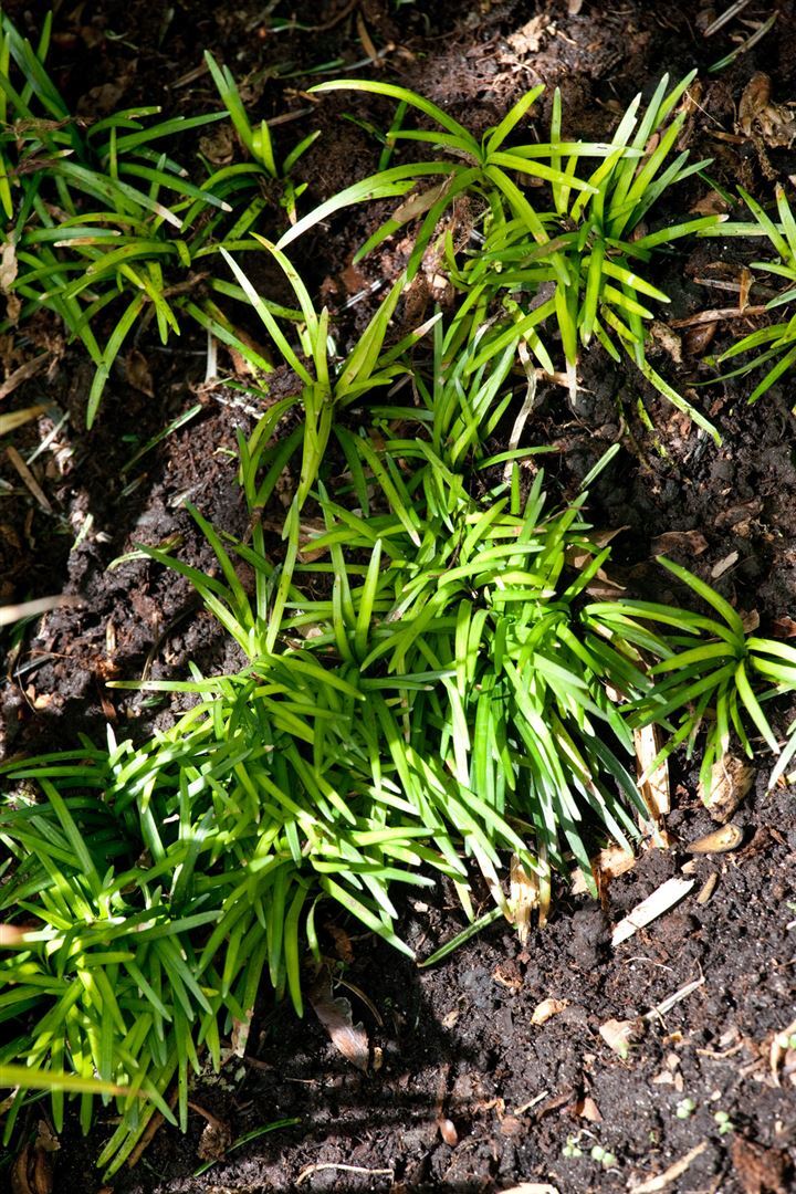 Pflanzen-für-dich.de Ophiopogon japonicus 'Minor', Schlangenbart, ca. 9x9 cm Topf