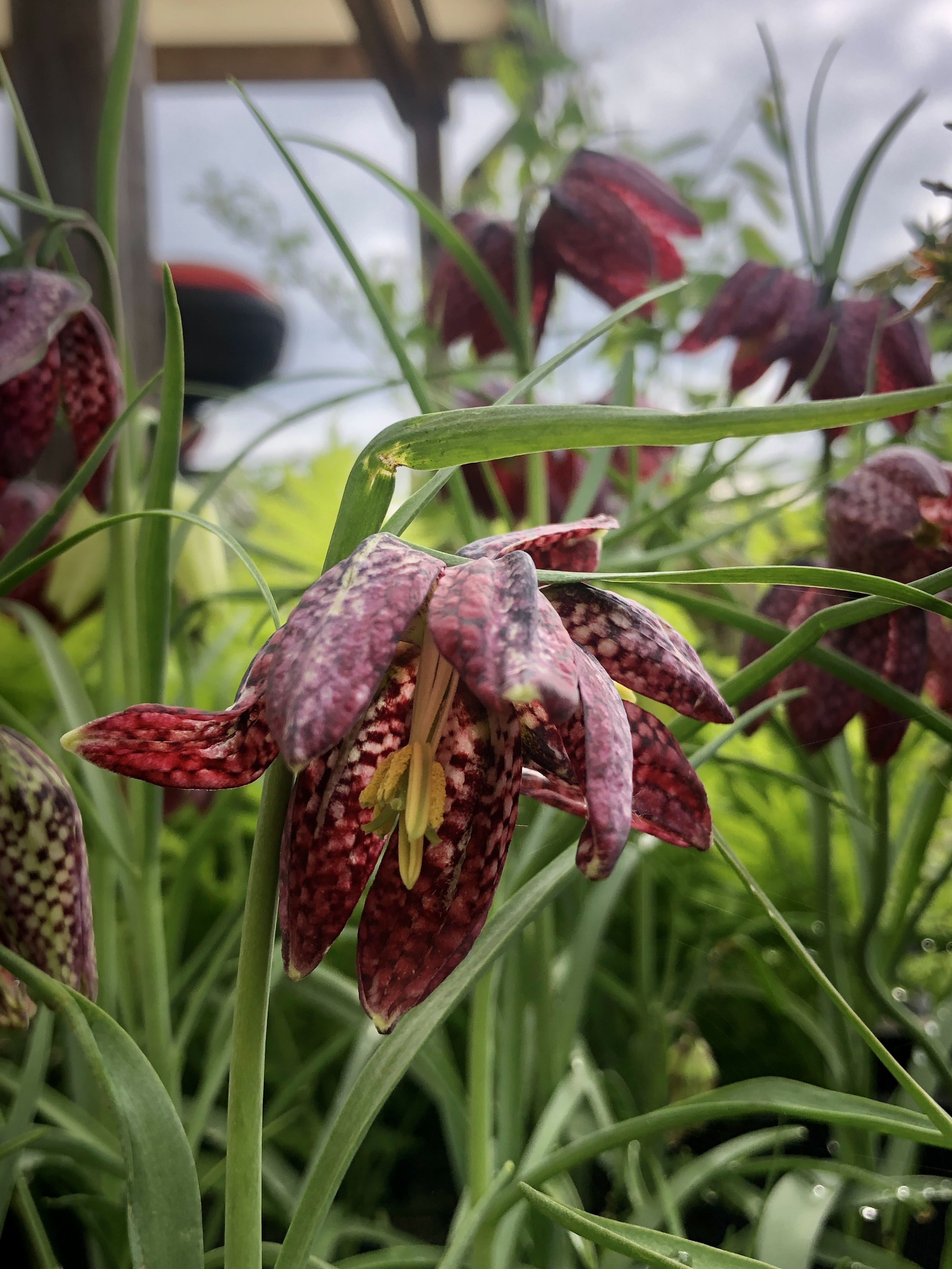 GRDplanten 6 x Fritillaria meleagris – Kaiserkronen - Topf 9x9 cm