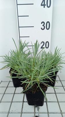 GRDplanten 6 x Dianthus (p) 'Albus Plenus' - Nelke - Topf 9 x 9 cm