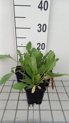 GRDplanten 6 x Gaillardia 'Maxima Aurea' - Kokardenblume - Topf 9 x 9 cm