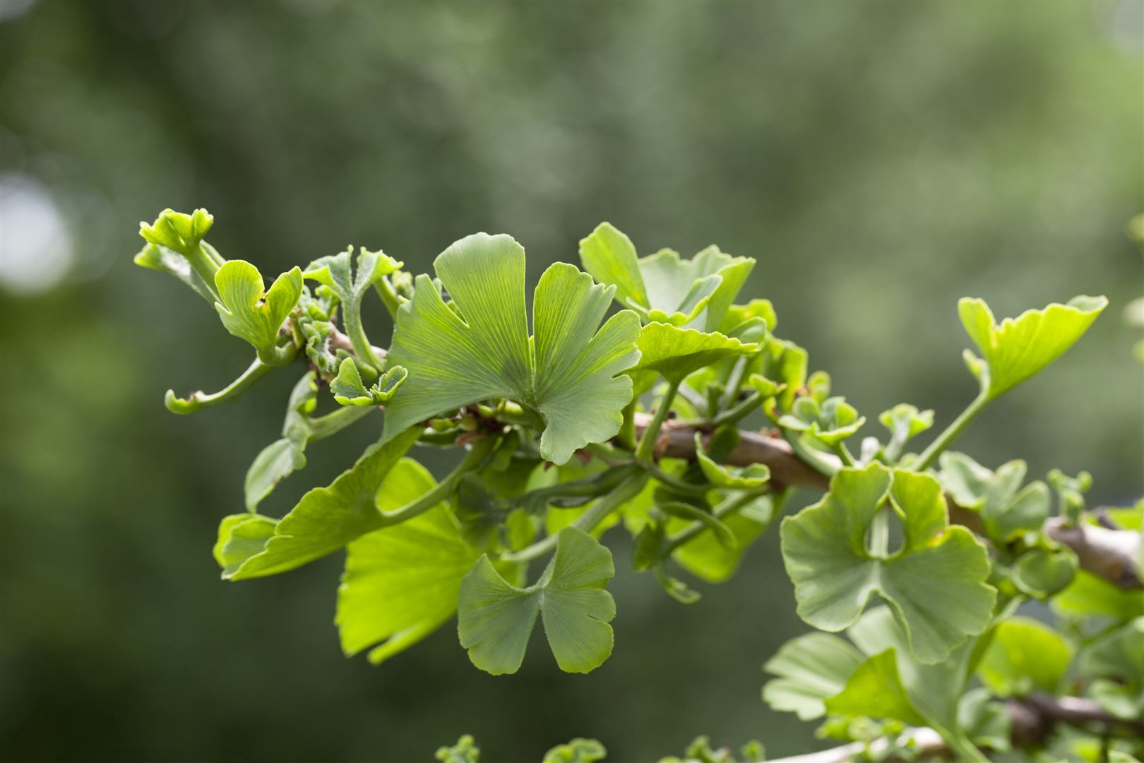 Pflanzen-für-dich.de Ginkgo biloba 'Troll', Zwerg-Ginkgo, 25–30 cm