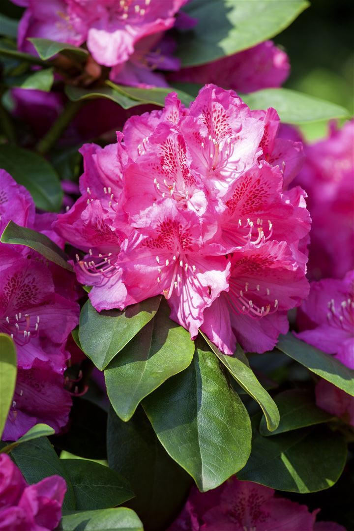 Pflanzen-für-dich.de Rhododendron Hybr. 'Erich', Rhododendron, rosa Blüten, 40–50 cm