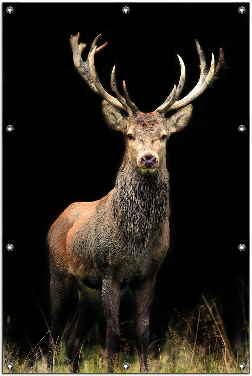 Wallario Outdoor-Poster für Garten oder Balkon, Motiv Stattlicher Rothirsch, in ca. 100 x 150 cm goban0314-100150