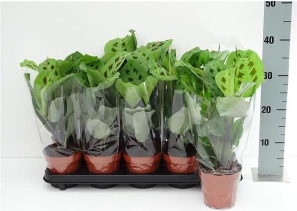 Blumen-Senf Maranta leuconeura Kerchoveana