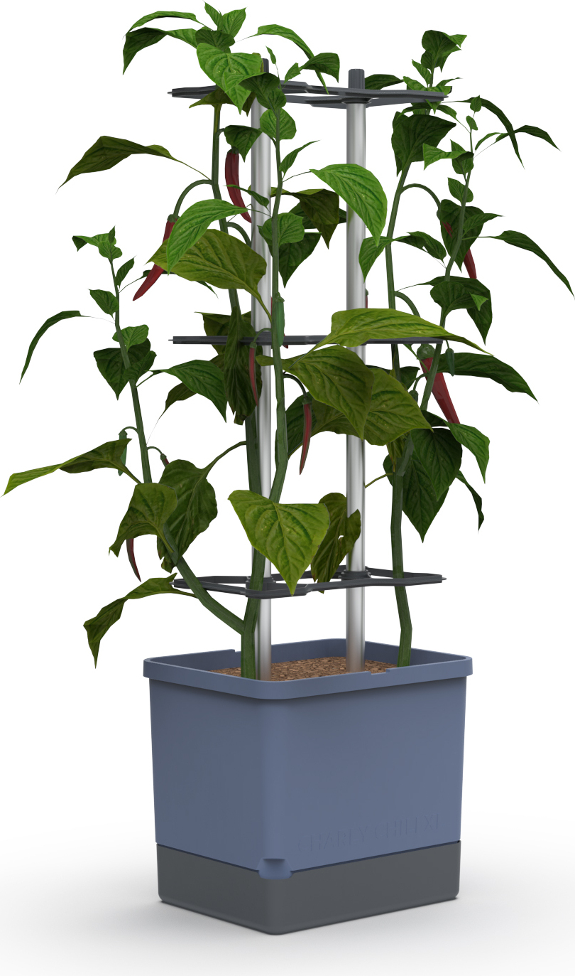 CHARLY CHILI XL Chilitopf blau | Chilitöpfe von Gusta Garden 104730-gg