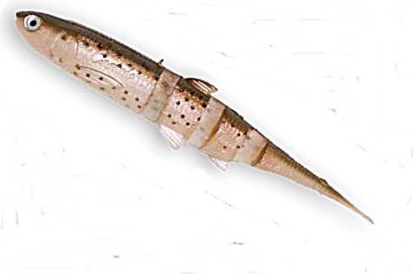 Castaic Super Jerky 5,25 Rainbow Trout