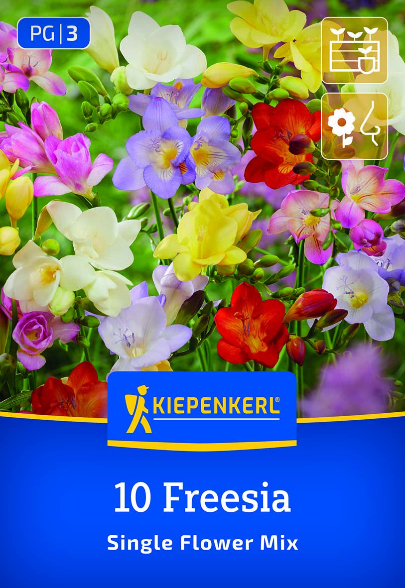 Kiepenkerl Freesien Bunt Ungefüllt 10 Pflanzen