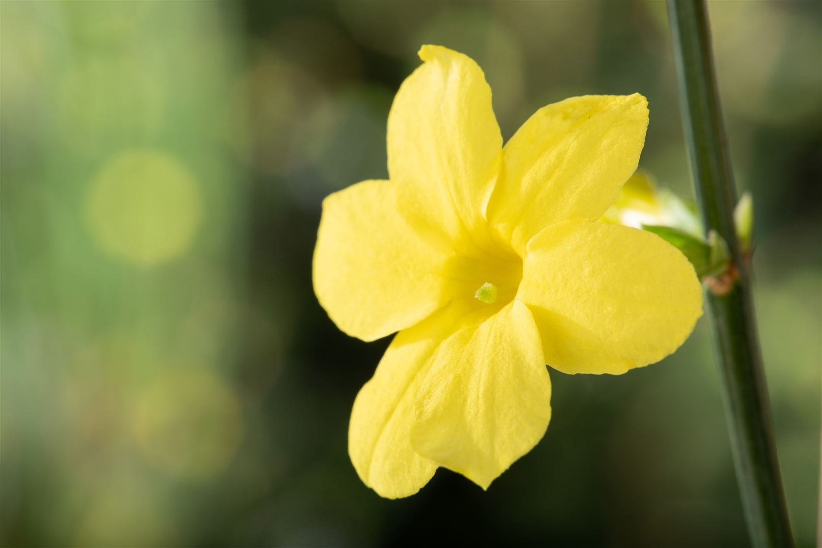 Pflanzen-für-dich.de Jasminum nudiflorum, Winterjasmin, gelb, 40–60 cm 11105