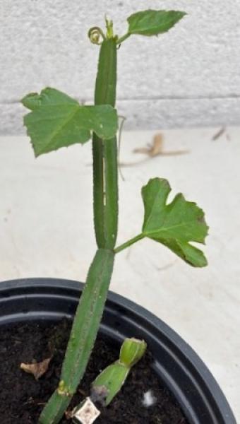 Baumschule Sukkulenter Zimmerwein - Cissus quadrangularis - Asthisamharaka - Hadjod - Klimme