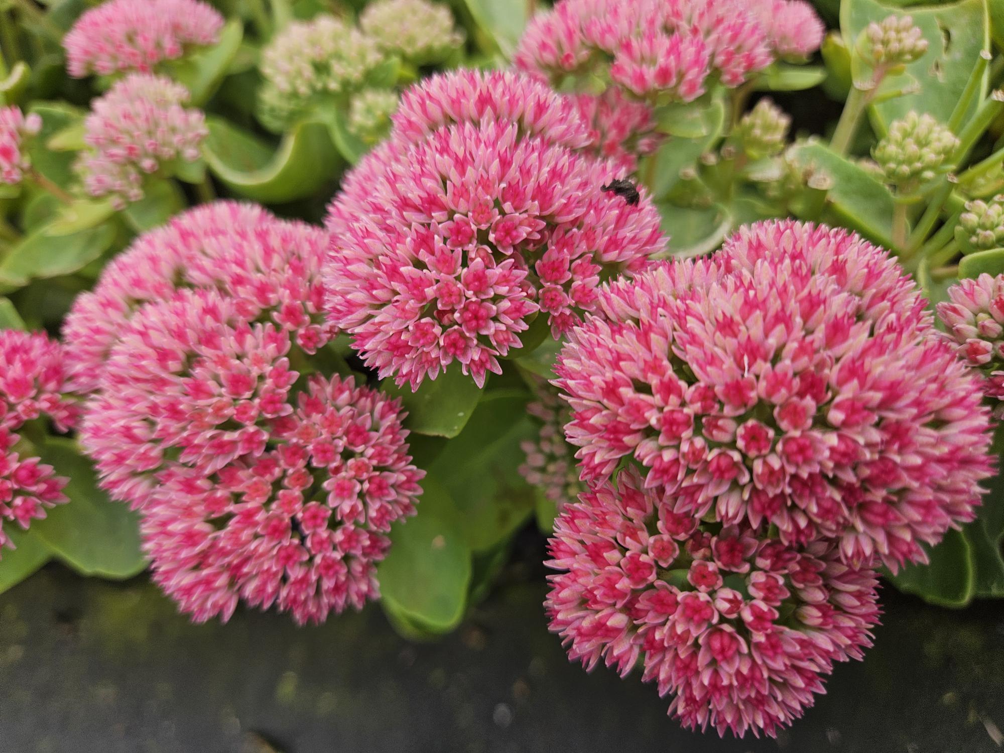 Oasis of Life Hohes-Fettblatt Sedum 'Herbstfreude' – 10-25cm – Ø9cm – 12 Pflanzen – Winterhart – Trockenheitstolerant – Bienenfreundlich – Spätsommerblüte