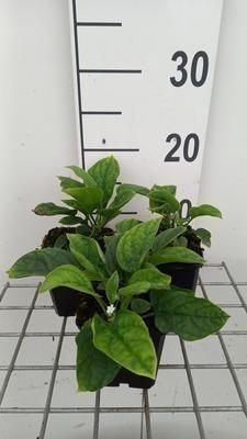 GRDplanten 6 x Omphalodes verna 'Alba' - Omphalodes - Topf 9 x 9 cm