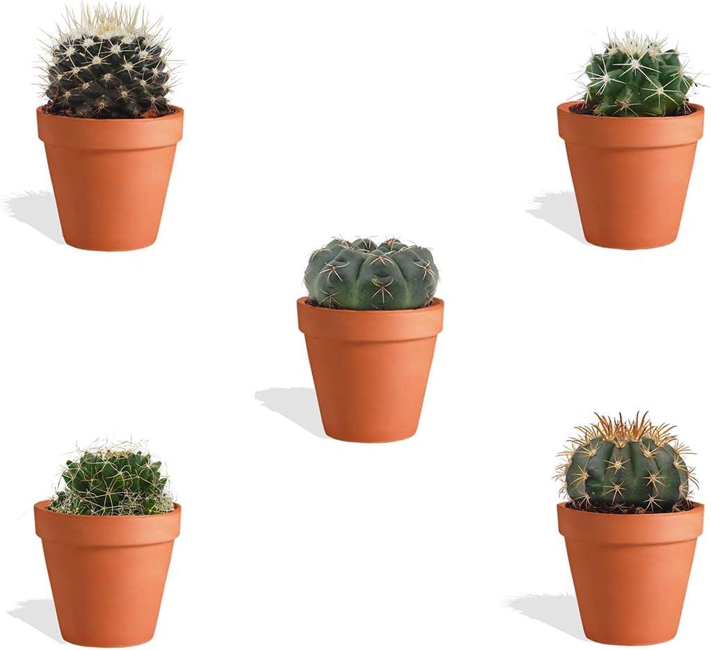 Mydoo DutchLeafs Kugelkaktus Mix 5 Stück Verschiedene Mini-Kakteen im Ø 7 cm Terrakotta Blumentopf - Mammillaria Kaktus Kleine Pflanzen Sammlung