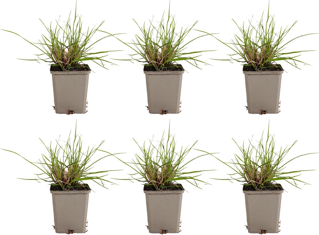 Herbie 6x Pennisetum al. 'Hameln' P9 H20 BL-5773