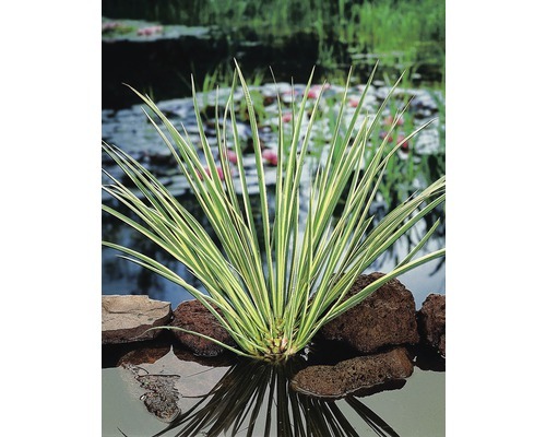 Bunter Kalmus FloraSelf Acorus calamus 'Gramineus' H 10-40 cm Co 3 L