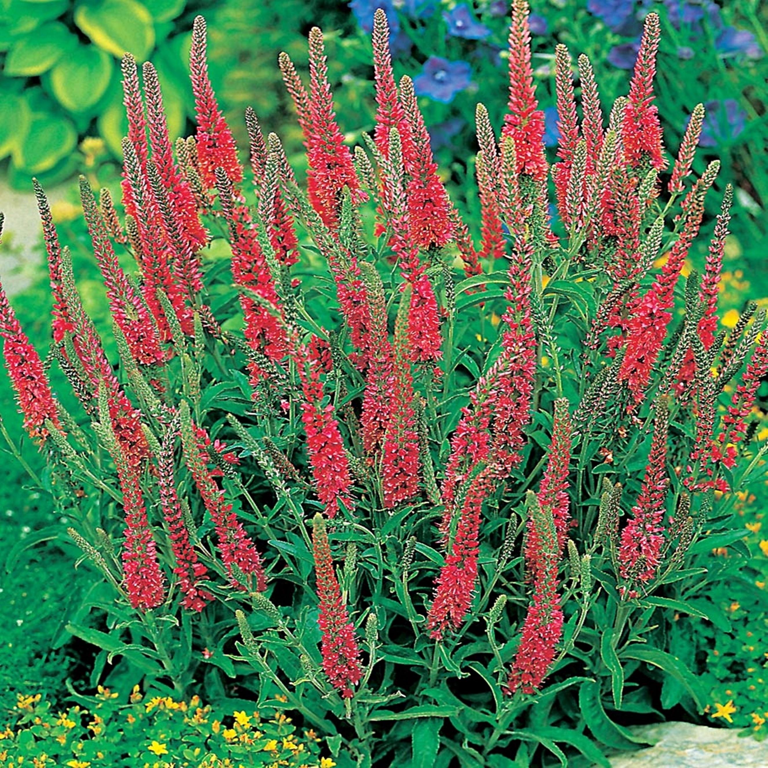 Benex Ehrenpreis Trockenheitsresistent Veronica Ähriger Ehrenpreis Red 1 St.