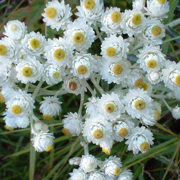 Arborix, grüner und billiger 6 x Perlkörbchen - Anaphalis margaritacea 'Neuschnee' | Topf 9cm x 9cm ANMNEUSC-113