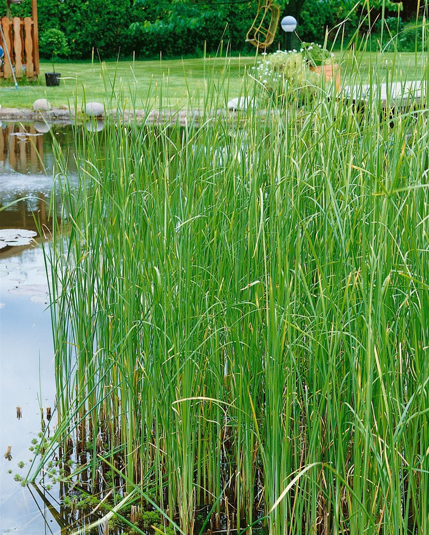 Pflanzen-für-dich.de Typha laxmannii, Rohrkolben, ca. 9x9 cm Topf SANA003570