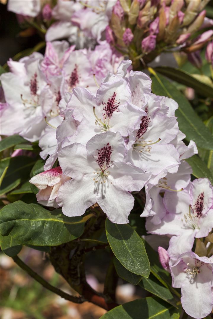 Pflanzen-für-dich.de Rhododendron Hybr. 'Gudrun', Rhododendron, 30–40 cm, rosa Blüten