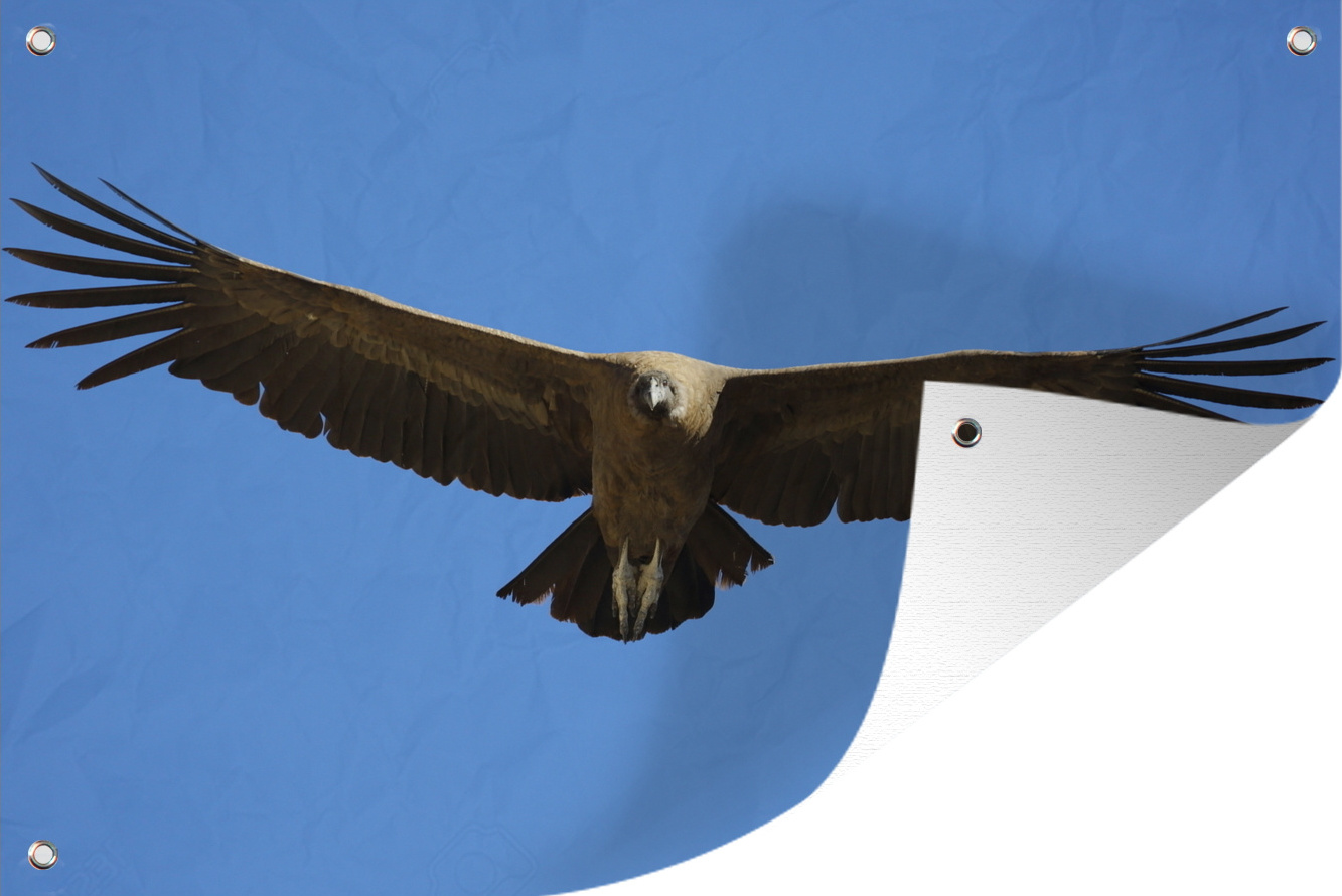 MuchoWow® 120x80 cm Outdoor-Poster Gartendeko Sichtschutz Garten Poster für den Garten Ein Andenkondor mit ausgebreiteten Flügeln 133|1319737