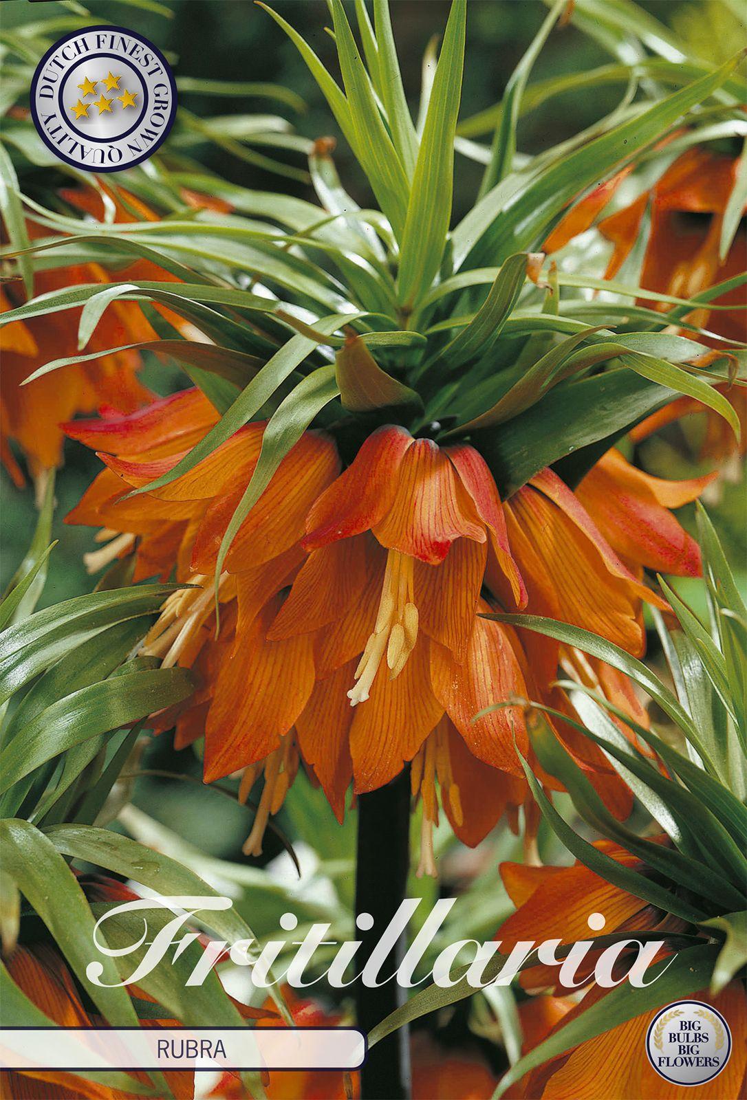 Fritillaria Rubra (2 Stück) | Fritillariazwiebeln von Sam van Schooten 10075-bl