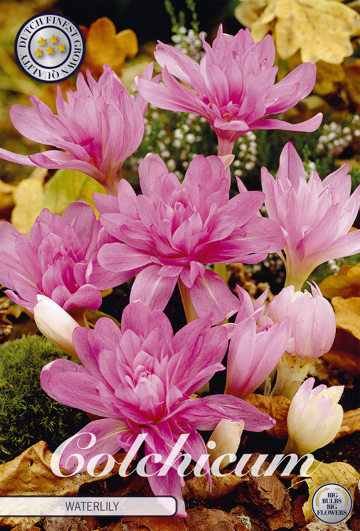 Herbstzeitlose Waterlily (1 Stück) | Herbstzeitlosezwiebeln von Sam van Schooten 84240-bl